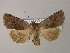  ( - BC ZSM Lep 21693)  @13 [ ] CreativeCommons - Attribution Non-Commercial Share-Alike (2010) Unspecified SNSB, Zoologische Staatssammlung Muenchen