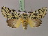  ( - BC ZSM Lep 21724)  @11 [ ] CreativeCommons - Attribution Non-Commercial Share-Alike (2010) Unspecified SNSB, Zoologische Staatssammlung Muenchen