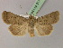  ( - BC ZSM Lep 21733)  @11 [ ] CreativeCommons - Attribution Non-Commercial Share-Alike (2010) Unspecified SNSB, Zoologische Staatssammlung Muenchen