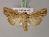  ( - BC ZSM Lep 21747)  @13 [ ] CreativeCommons - Attribution Non-Commercial Share-Alike (2010) Unspecified SNSB, Zoologische Staatssammlung Muenchen