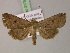  ( - BC ZSM Lep 21751)  @13 [ ] CreativeCommons - Attribution Non-Commercial Share-Alike (2010) Unspecified SNSB, Zoologische Staatssammlung Muenchen