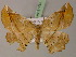  ( - BC ZSM Lep 21753)  @13 [ ] CreativeCommons - Attribution Non-Commercial Share-Alike (2010) Unspecified SNSB, Zoologische Staatssammlung Muenchen