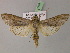  ( - BC ZSM Lep 21758)  @14 [ ] CreativeCommons - Attribution Non-Commercial Share-Alike (2010) Unspecified SNSB, Zoologische Staatssammlung Muenchen