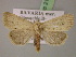  ( - BC ZSM Lep 21771)  @14 [ ] CreativeCommons - Attribution Non-Commercial Share-Alike (2010) Unspecified SNSB, Zoologische Staatssammlung Muenchen