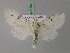  ( - BC ZSM Lep 21782)  @14 [ ] CreativeCommons - Attribution Non-Commercial Share-Alike (2010) Unspecified SNSB, Zoologische Staatssammlung Muenchen