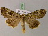  ( - BC ZSM Lep 21783)  @14 [ ] CreativeCommons - Attribution Non-Commercial Share-Alike (2010) Unspecified SNSB, Zoologische Staatssammlung Muenchen