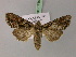  ( - BC ZSM Lep 21786)  @13 [ ] CreativeCommons - Attribution Non-Commercial Share-Alike (2010) Unspecified SNSB, Zoologische Staatssammlung Muenchen