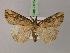  ( - BC ZSM Lep 21824)  @13 [ ] CreativeCommons - Attribution Non-Commercial Share-Alike (2010) Unspecified SNSB, Zoologische Staatssammlung Muenchen