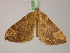  ( - BC ZSM Lep 21854)  @12 [ ] CreativeCommons - Attribution Non-Commercial Share-Alike (2010) Unspecified SNSB, Zoologische Staatssammlung Muenchen