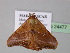  ( - BC ZSM Lep 24477)  @11 [ ] CreativeCommons - Attribution Non-Commercial Share-Alike (2010) Unspecified SNSB, Zoologische Staatssammlung Muenchen