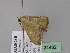  ( - BC ZSM Lep 24482)  @11 [ ] CreativeCommons - Attribution Non-Commercial Share-Alike (2010) Unspecified SNSB, Zoologische Staatssammlung Muenchen
