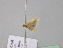  ( - BC ZSM Lep 24483)  @11 [ ] CreativeCommons - Attribution Non-Commercial Share-Alike (2010) Unspecified SNSB, Zoologische Staatssammlung Muenchen
