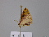  ( - BC ZSM Lep 24495)  @11 [ ] CreativeCommons - Attribution Non-Commercial Share-Alike (2010) Unspecified SNSB, Zoologische Staatssammlung Muenchen