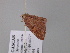  ( - BC ZSM Lep 24497)  @11 [ ] CreativeCommons - Attribution Non-Commercial Share-Alike (2010) Unspecified SNSB, Zoologische Staatssammlung Muenchen