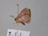  ( - BC ZSM Lep 24498)  @11 [ ] CreativeCommons - Attribution Non-Commercial Share-Alike (2010) Unspecified SNSB, Zoologische Staatssammlung Muenchen