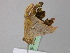  ( - BC ZSM Lep 24508)  @11 [ ] CreativeCommons - Attribution Non-Commercial Share-Alike (2010) Unspecified SNSB, Zoologische Staatssammlung Muenchen