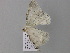  ( - BC ZSM Lep 24530)  @13 [ ] CreativeCommons - Attribution Non-Commercial Share-Alike (2010) Unspecified SNSB, Zoologische Staatssammlung Muenchen