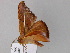  ( - BC ZSM Lep 24533)  @13 [ ] CreativeCommons - Attribution Non-Commercial Share-Alike (2010) Unspecified SNSB, Zoologische Staatssammlung Muenchen