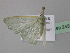  ( - BC ZSM Lep 24535)  @13 [ ] CreativeCommons - Attribution Non-Commercial Share-Alike (2010) Unspecified SNSB, Zoologische Staatssammlung Muenchen