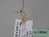  (Scopula gibbivalvata - BC ZSM Lep 24540)  @12 [ ] CreativeCommons - Attribution Non-Commercial Share-Alike (2010) Unspecified SNSB, Zoologische Staatssammlung Muenchen