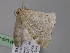  ( - BC ZSM Lep 24564)  @12 [ ] CreativeCommons - Attribution Non-Commercial Share-Alike (2010) Unspecified SNSB, Zoologische Staatssammlung Muenchen