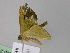  ( - BC ZSM Lep 24587)  @12 [ ] CreativeCommons - Attribution Non-Commercial Share-Alike (2010) Unspecified SNSB, Zoologische Staatssammlung Muenchen