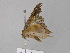  ( - BC ZSM Lep 24593)  @12 [ ] CreativeCommons - Attribution Non-Commercial Share-Alike (2010) Unspecified SNSB, Zoologische Staatssammlung Muenchen