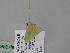  (Comostola AH01Md - BC ZSM Lep 24600)  @11 [ ] CreativeCommons - Attribution Non-Commercial Share-Alike (2010) Unspecified SNSB, Zoologische Staatssammlung Muenchen