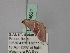  ( - BC ZSM Lep 24631)  @12 [ ] CreativeCommons - Attribution Non-Commercial Share-Alike (2010) Unspecified SNSB, Zoologische Staatssammlung Muenchen