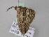  ( - BC ZSM Lep 24638)  @12 [ ] CreativeCommons - Attribution Non-Commercial Share-Alike (2010) Unspecified SNSB, Zoologische Staatssammlung Muenchen