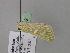  ( - BC ZSM Lep 24642)  @11 [ ] CreativeCommons - Attribution Non-Commercial Share-Alike (2010) Unspecified SNSB, Zoologische Staatssammlung Muenchen