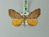  ( - BC ZSM Lep 73068)  @11 [ ] CreativeCommons - Attribution Non-Commercial Share-Alike (2015) Axel Hausmann/Bavarian State Collection of Zoology (ZSM) SNSB, Zoologische Staatssammlung Muenchen