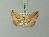  ( - BC ZSM Lep 73084)  @11 [ ] CreativeCommons - Attribution Non-Commercial Share-Alike (2015) Axel Hausmann/Bavarian State Collection of Zoology (ZSM) SNSB, Zoologische Staatssammlung Muenchen