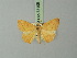  (Patalene euphyrata - BC ZSM Lep 73105)  @11 [ ] CreativeCommons - Attribution Non-Commercial Share-Alike (2015) Axel Hausmann/Bavarian State Collection of Zoology (ZSM) SNSB, Zoologische Staatssammlung Muenchen