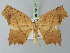  (Eutomopepla artena - BC ZSM Lep 73127)  @11 [ ] CreativeCommons - Attribution Non-Commercial Share-Alike (2015) Axel Hausmann/Bavarian State Collection of Zoology (ZSM) SNSB, Zoologische Staatssammlung Muenchen