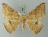  (Oxydia nimbata - BC ZSM Lep 73128)  @14 [ ] CreativeCommons - Attribution Non-Commercial Share-Alike (2015) Axel Hausmann/Bavarian State Collection of Zoology (ZSM) SNSB, Zoologische Staatssammlung Muenchen