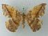  (Oxydia agliata - BC ZSM Lep 73129)  @13 [ ] CreativeCommons - Attribution Non-Commercial Share-Alike (2015) Axel Hausmann/Bavarian State Collection of Zoology (ZSM) SNSB, Zoologische Staatssammlung Muenchen