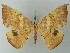  (Oxydia bilinea - BC ZSM Lep 73130)  @11 [ ] CreativeCommons - Attribution Non-Commercial Share-Alike (2015) Axel Hausmann/Bavarian State Collection of Zoology (ZSM) SNSB, Zoologische Staatssammlung Muenchen