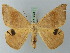  (Oxydia vesulia alternata - BC ZSM Lep 73132)  @11 [ ] CreativeCommons - Attribution Non-Commercial Share-Alike (2015) Axel Hausmann/Bavarian State Collection of Zoology (ZSM) SNSB, Zoologische Staatssammlung Muenchen