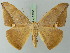  (Oxydia mexicata - BC ZSM Lep 73133)  @15 [ ] CreativeCommons - Attribution Non-Commercial Share-Alike (2015) Axel Hausmann/Bavarian State Collection of Zoology (ZSM) SNSB, Zoologische Staatssammlung Muenchen
