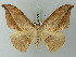  ( - BC ZSM Lep 73134)  @15 [ ] CreativeCommons - Attribution Non-Commercial Share-Alike (2015) Axel Hausmann/Bavarian State Collection of Zoology (ZSM) SNSB, Zoologische Staatssammlung Muenchen