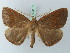  (Oxydia lalanneorum - BC ZSM Lep 73135)  @11 [ ] CreativeCommons - Attribution Non-Commercial Share-Alike (2015) Axel Hausmann/Bavarian State Collection of Zoology (ZSM) SNSB, Zoologische Staatssammlung Muenchen