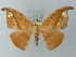  ( - BC ZSM Lep 73137)  @11 [ ] CreativeCommons - Attribution Non-Commercial Share-Alike (2015) Axel Hausmann/Bavarian State Collection of Zoology (ZSM) SNSB, Zoologische Staatssammlung Muenchen