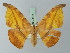  (Oxydia flavidula - BC ZSM Lep 73139)  @14 [ ] CreativeCommons - Attribution Non-Commercial Share-Alike (2015) Axel Hausmann/Bavarian State Collection of Zoology (ZSM) SNSB, Zoologische Staatssammlung Muenchen