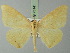  ( - BC ZSM Lep 73141)  @11 [ ] CreativeCommons - Attribution Non-Commercial Share-Alike (2015) Axel Hausmann/Bavarian State Collection of Zoology (ZSM) SNSB, Zoologische Staatssammlung Muenchen