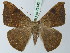  ( - BC ZSM Lep 73142)  @11 [ ] CreativeCommons - Attribution Non-Commercial Share-Alike (2015) Axel Hausmann/Bavarian State Collection of Zoology (ZSM) SNSB, Zoologische Staatssammlung Muenchen