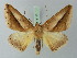  ( - BC ZSM Lep 73143)  @11 [ ] CreativeCommons - Attribution Non-Commercial Share-Alike (2015) Axel Hausmann/Bavarian State Collection of Zoology (ZSM) SNSB, Zoologische Staatssammlung Muenchen