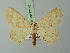  ( - BC ZSM Lep 73148)  @11 [ ] CreativeCommons - Attribution Non-Commercial Share-Alike (2015) Axel Hausmann/Bavarian State Collection of Zoology (ZSM) SNSB, Zoologische Staatssammlung Muenchen