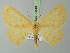  (Sabulodes oberthuri - BC ZSM Lep 73149)  @11 [ ] CreativeCommons - Attribution Non-Commercial Share-Alike (2015) Axel Hausmann/Bavarian State Collection of Zoology (ZSM) SNSB, Zoologische Staatssammlung Muenchen