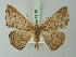  ( - BC ZSM Lep 73151)  @11 [ ] CreativeCommons - Attribution Non-Commercial Share-Alike (2015) Axel Hausmann/Bavarian State Collection of Zoology (ZSM) SNSB, Zoologische Staatssammlung Muenchen